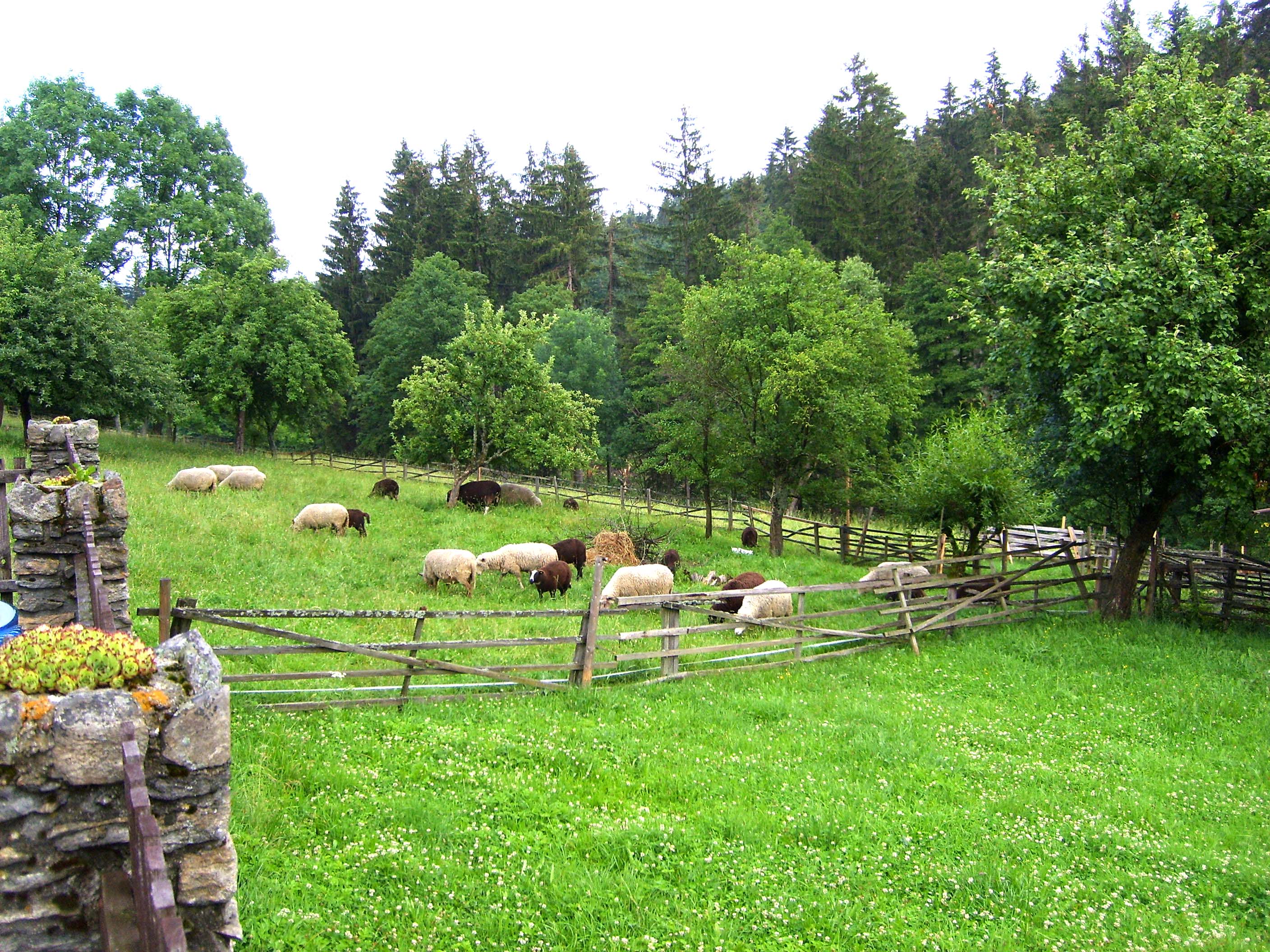 Te koop huis in rustige omgeving, schitterende natuur. Tsjechie nationaal park.